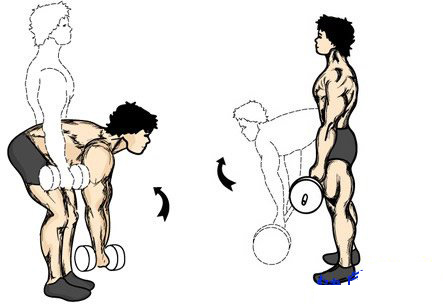 杠铃\/哑铃直腿硬拉动作图解教程 - 健网